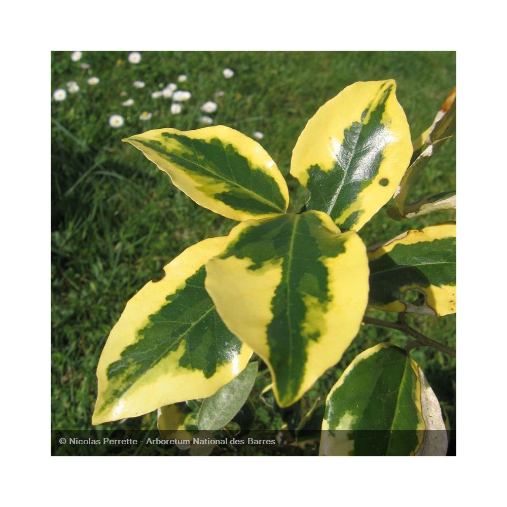 ELAEAGNUS x ebbingei Gilt Edge