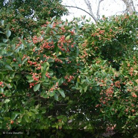 EUONYMUS japonicus