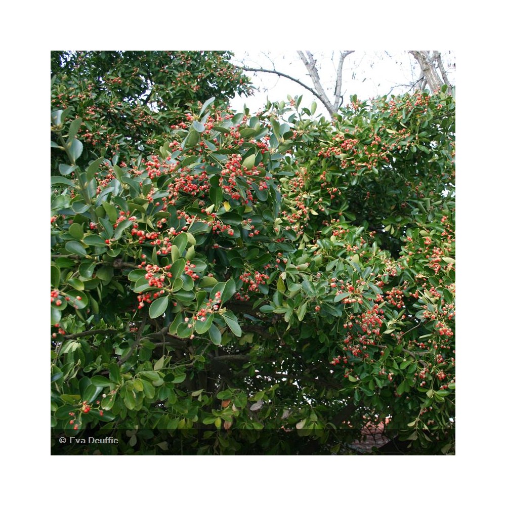 EUONYMUS japonicus