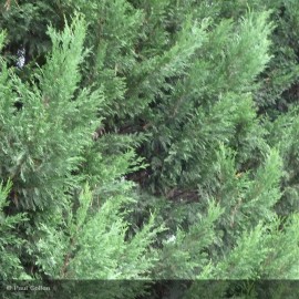 CUPRESSOCYPARIS leylandii