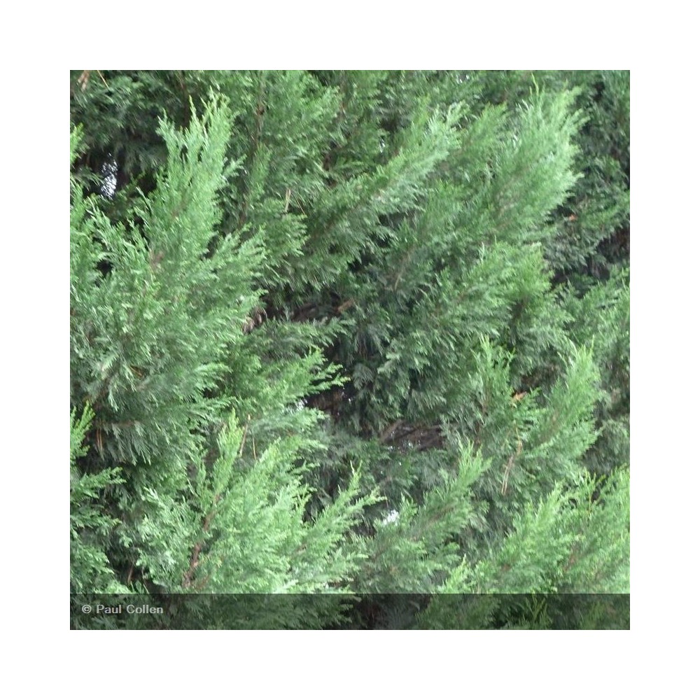 CUPRESSOCYPARIS leylandii