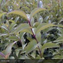 LIGUSTRUM japonicum