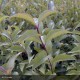 LIGUSTRUM japonicum