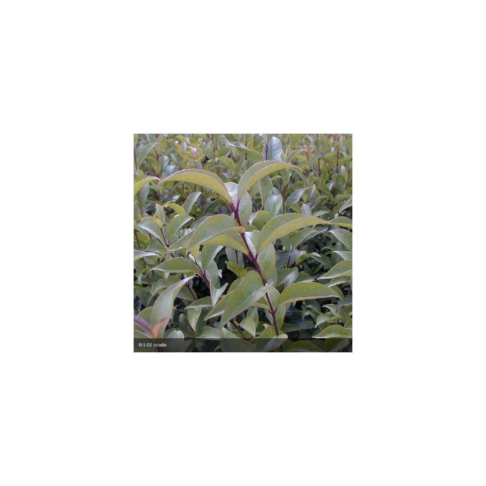 LIGUSTRUM japonicum