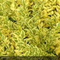 LIGUSTRUM ovalifolium Aureum