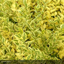 LIGUSTRUM ovalifolium Aureum