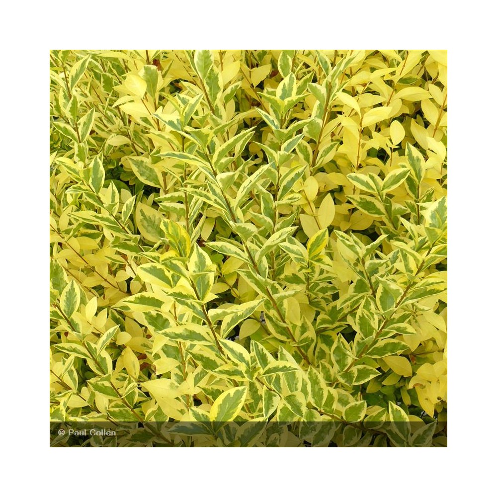 LIGUSTRUM ovalifolium Aureum