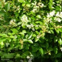 LIGUSTRUM ovalifolium