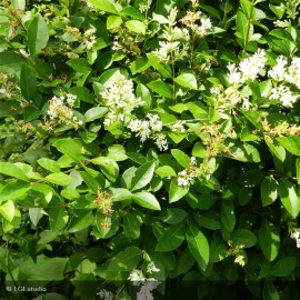 LIGUSTRUM ovalifolium