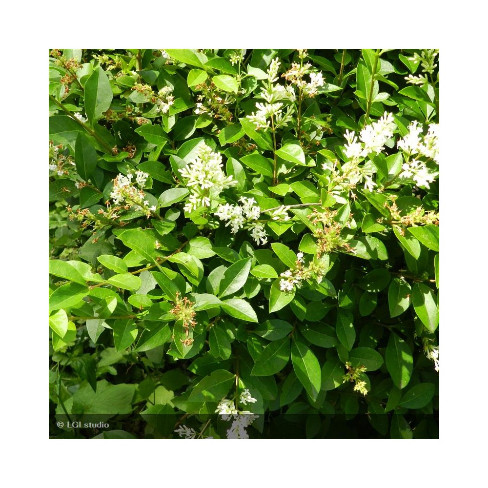 LIGUSTRUM ovalifolium