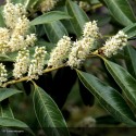 PRUNUS laurocerasus Caucasica