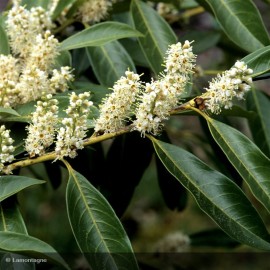 PRUNUS laurocerasus Caucasica