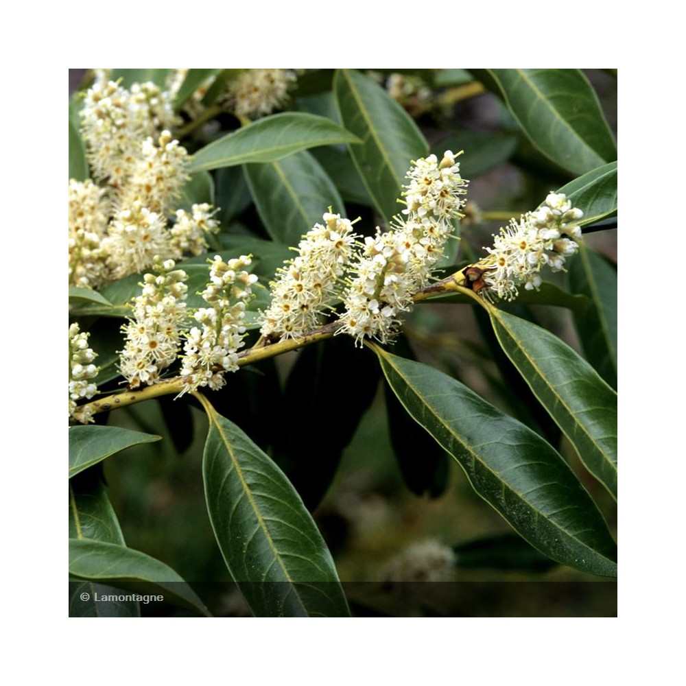 PRUNUS laurocerasus Caucasica