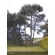 PINUS pinea 