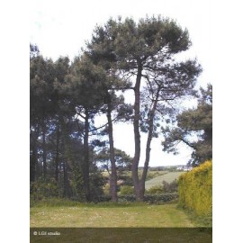 PINUS pinea 