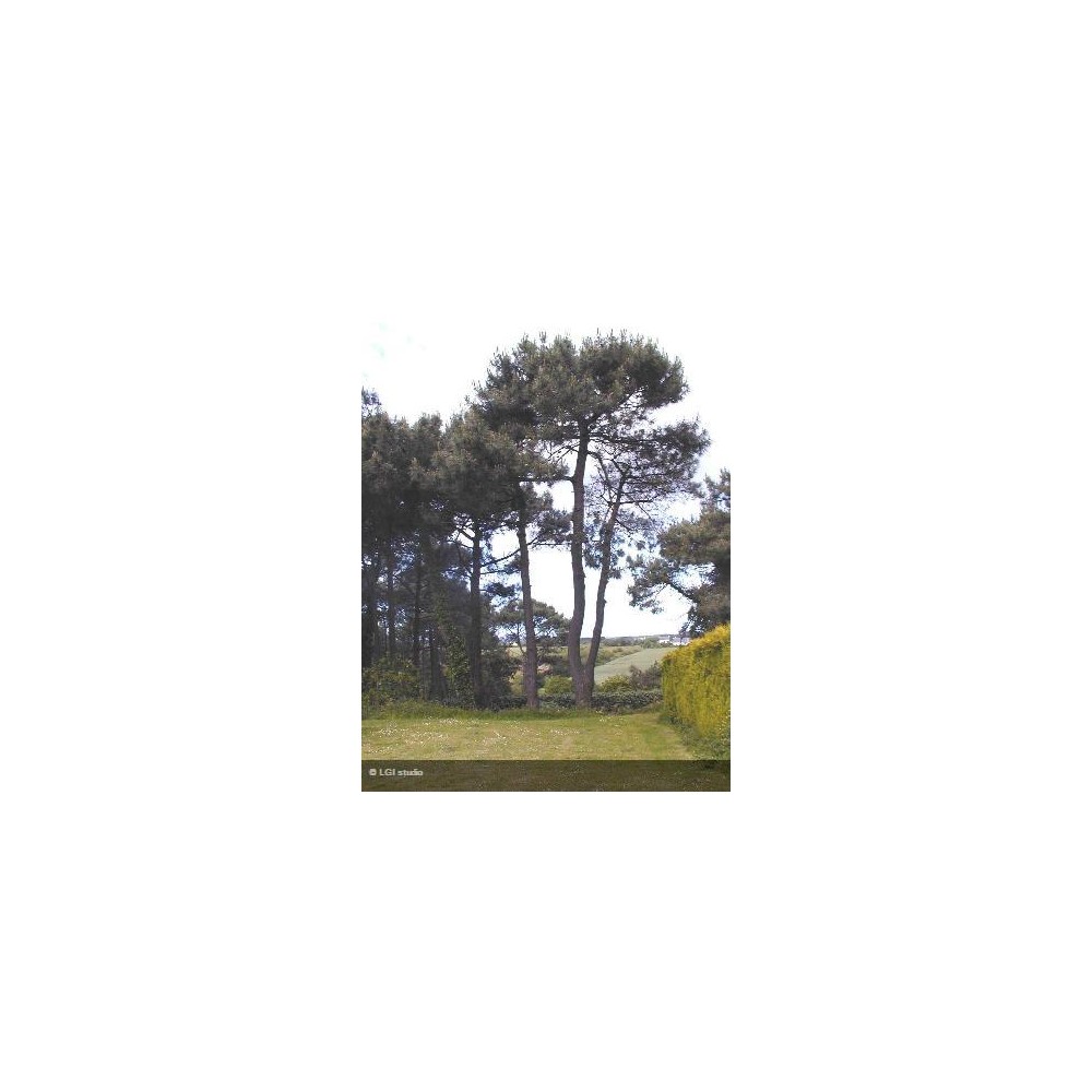 PINUS pinea 