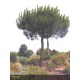 PINUS pinea 