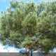 PINUS pinea 