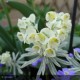 EUPHORBIA characias Tasmanian Tiger®