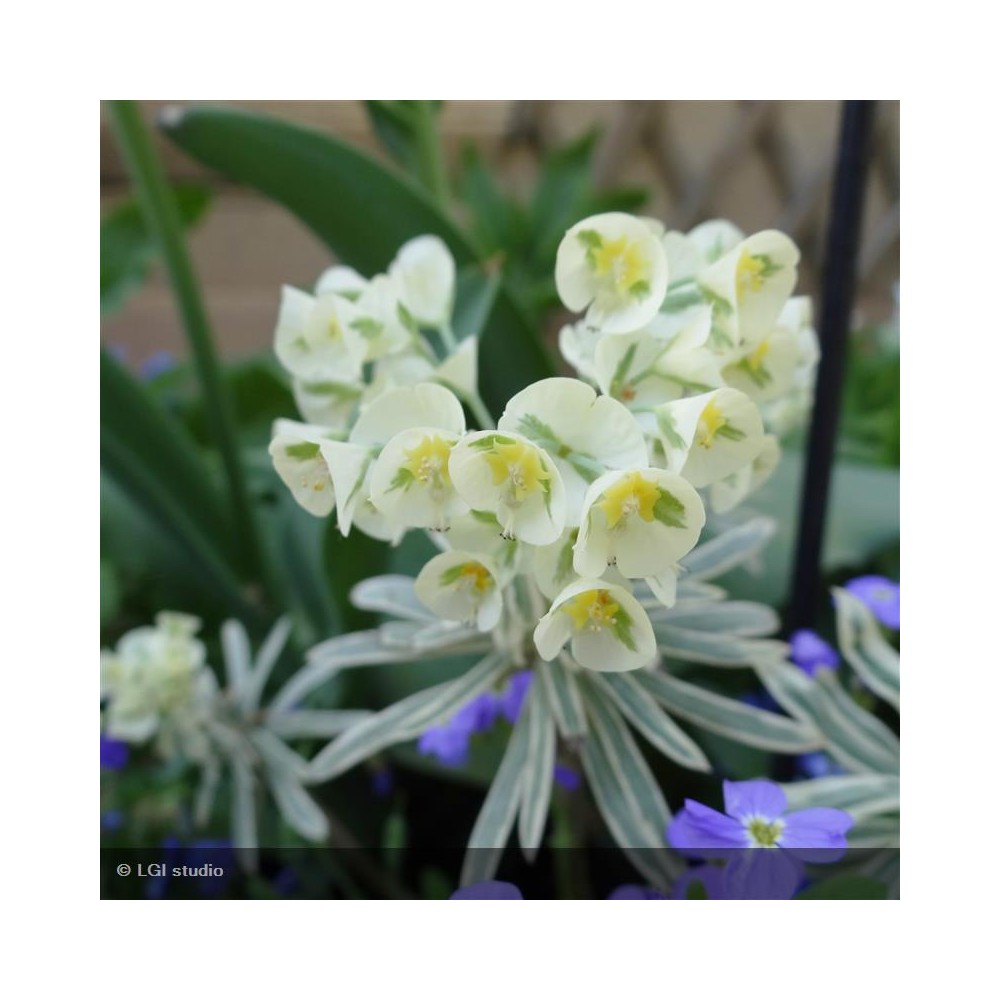 EUPHORBIA characias Tasmanian Tiger®