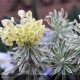 EUPHORBIA characias Tasmanian Tiger®