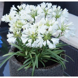 AGAPANTHUS Double Diamond