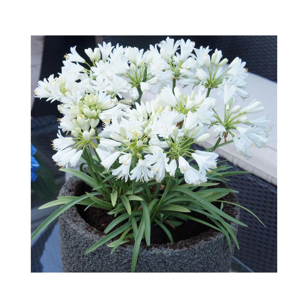 AGAPANTHUS Double Diamond