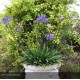 AGAPANTHUS Lapis Lazuli
