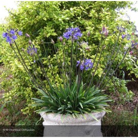 AGAPANTHUS Lapis Lazuli