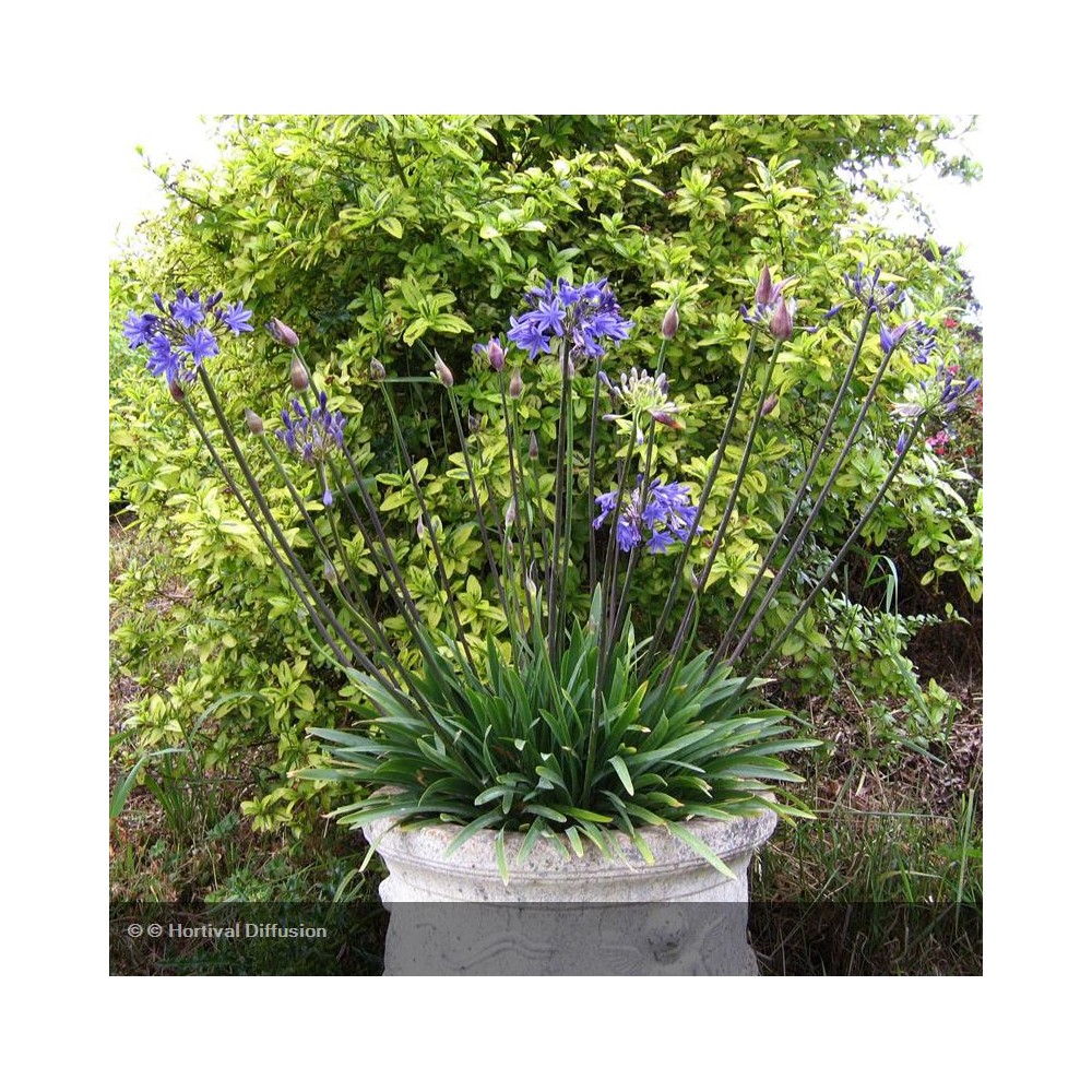 AGAPANTHUS Lapis Lazuli