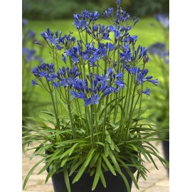 AGAPANTHUS x L'amour d'été