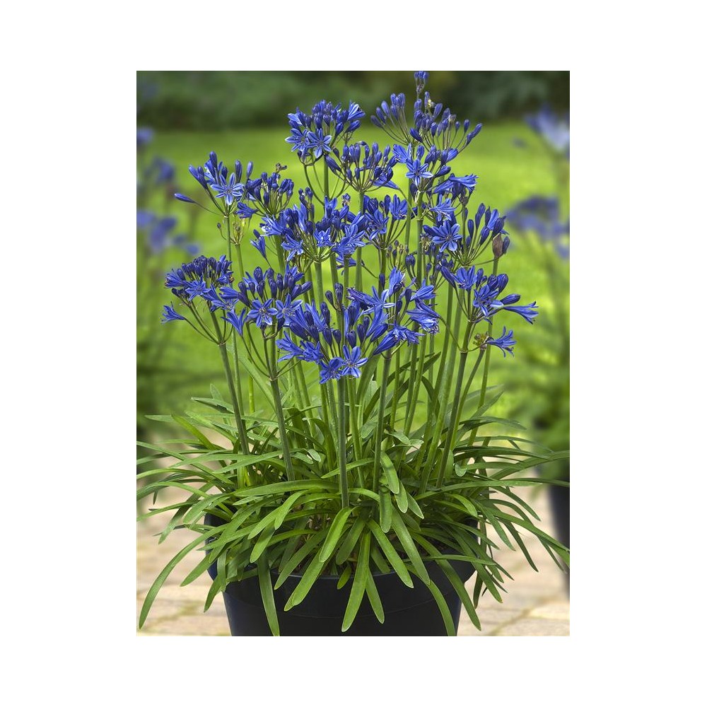 AGAPANTHUS x L'amour d'été