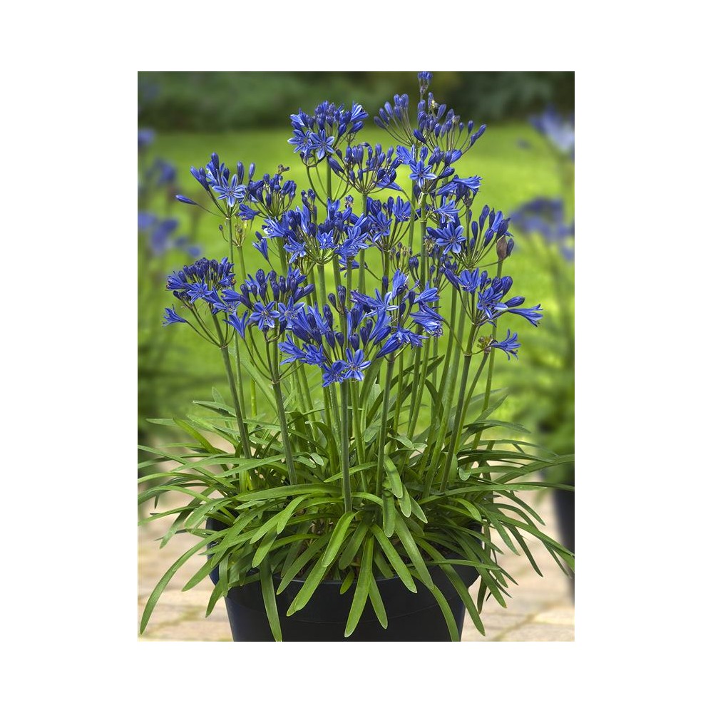 AGAPANTHUS x L'amour d'été