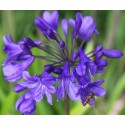 AGAPANTHUS x Purper