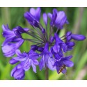 AGAPANTHUS x Purper