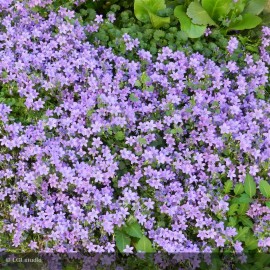 CAMPANULA portenschlagiana