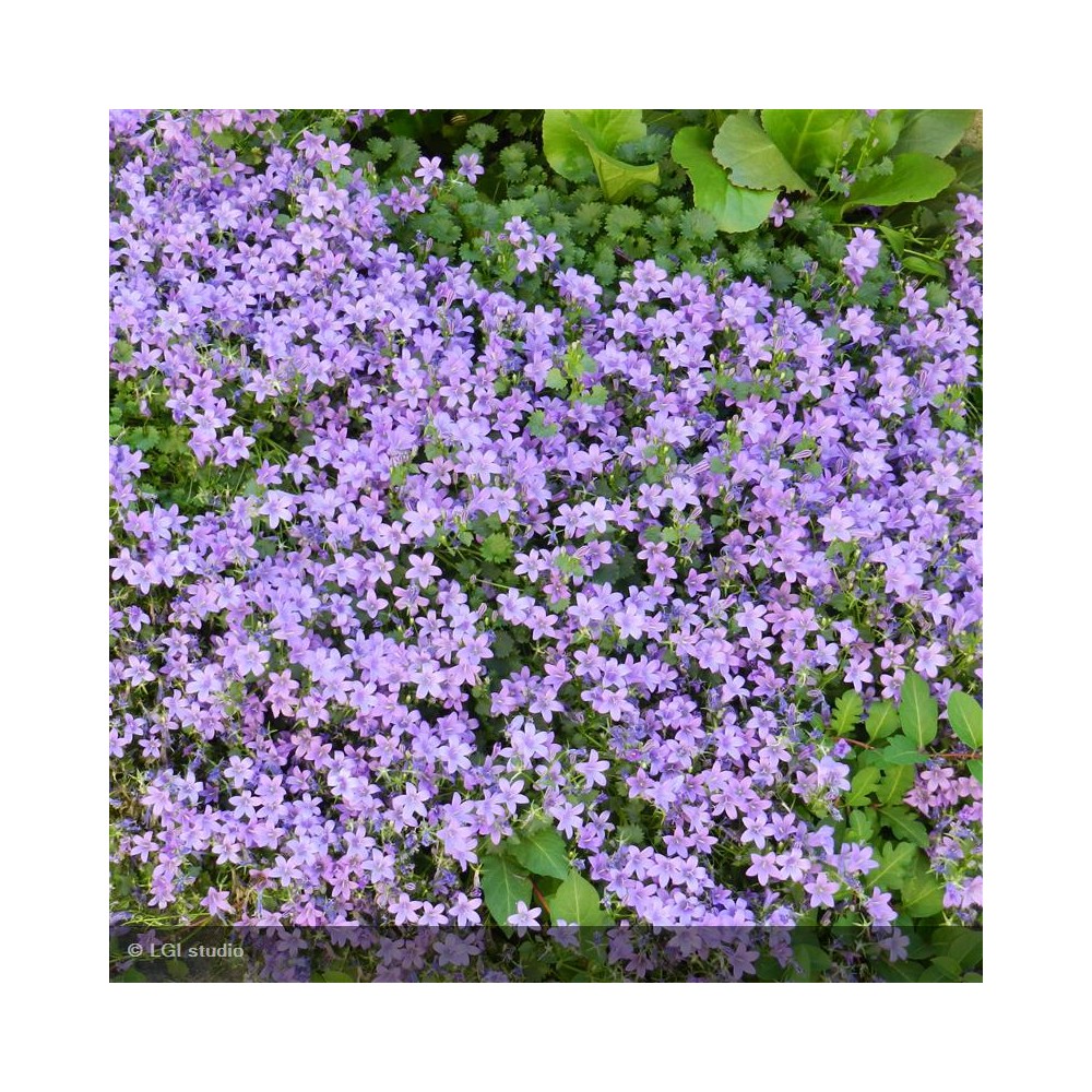 CAMPANULA portenschlagiana