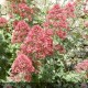 CENTRANTHUS ruber Coccineus