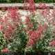 CENTRANTHUS ruber Coccineus