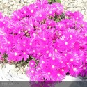 DELOSPERMA cooperi