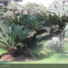 CYCAS revoluta