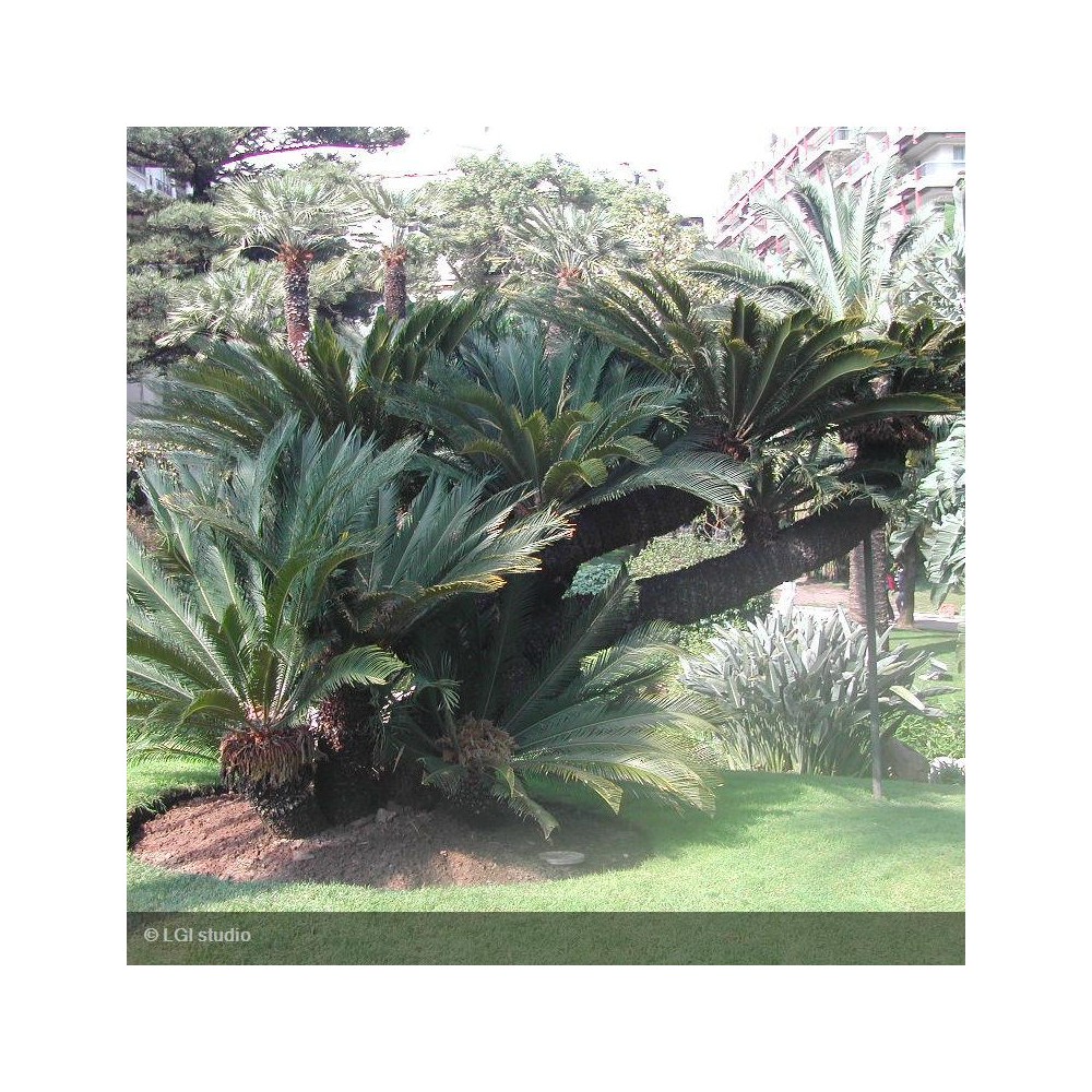 CYCAS revoluta