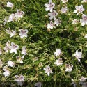ERODIUM guttatum Stephanie