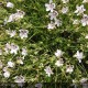 ERODIUM guttatum Stephanie