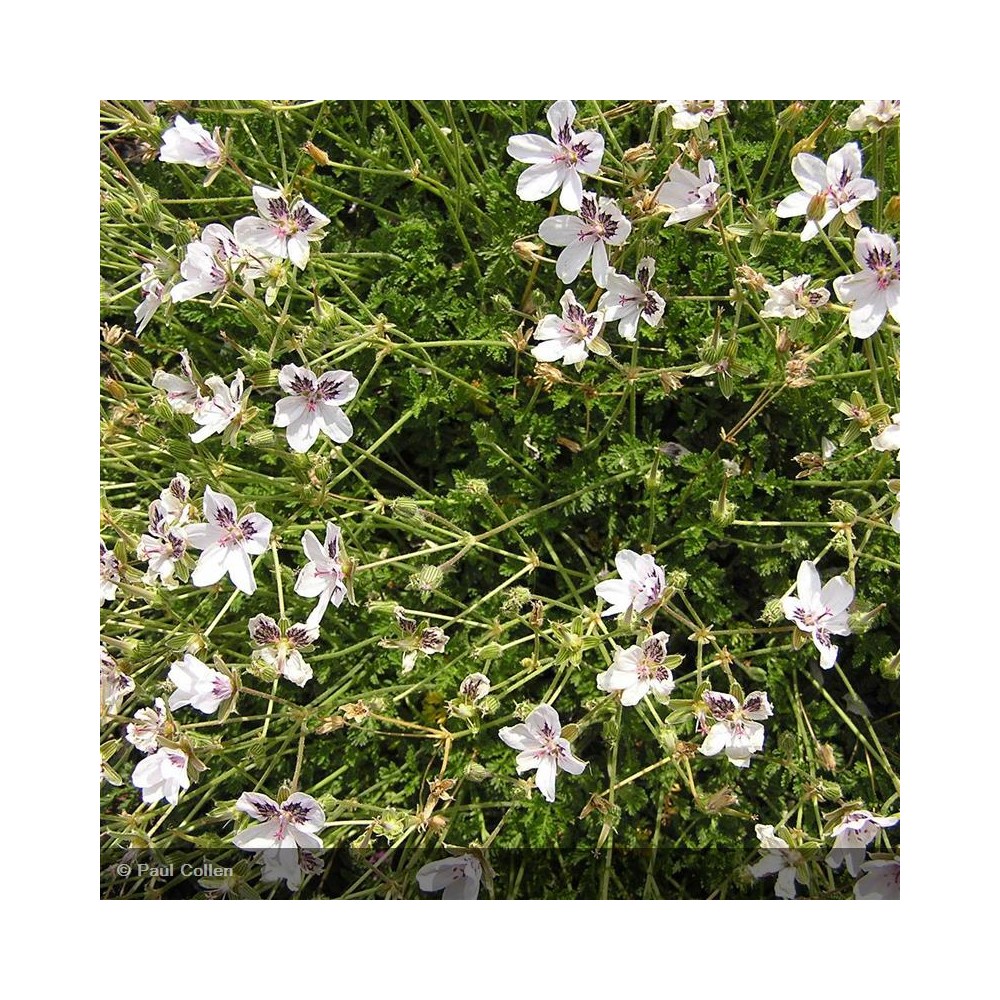 ERODIUM guttatum Stephanie