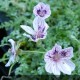 ERODIUM guttatum Natasha