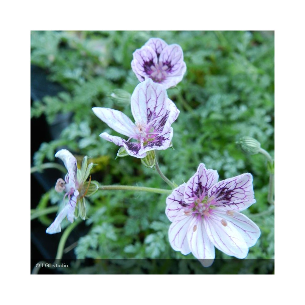 ERODIUM guttatum Natasha