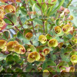 EUPHORBIA Blackbird