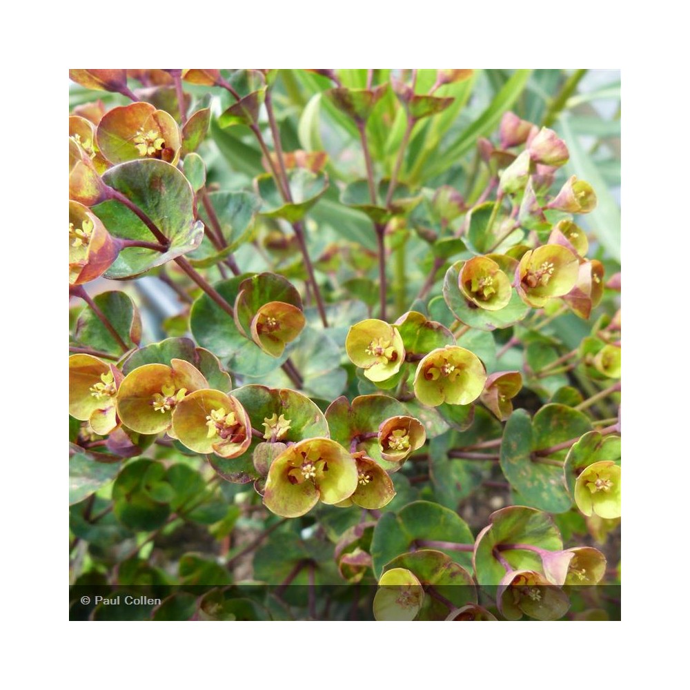 EUPHORBIA Blackbird