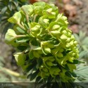 EUPHORBIA characias Wulfenii